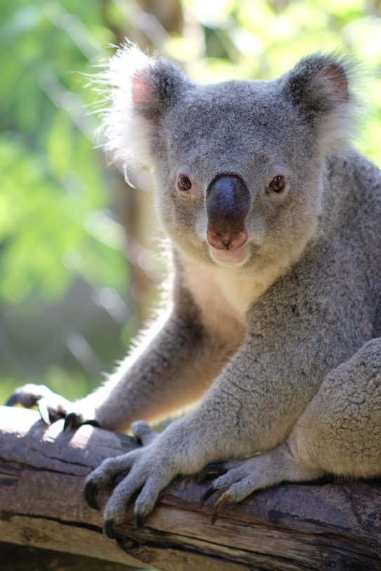 Free Bear Koala photo and picture