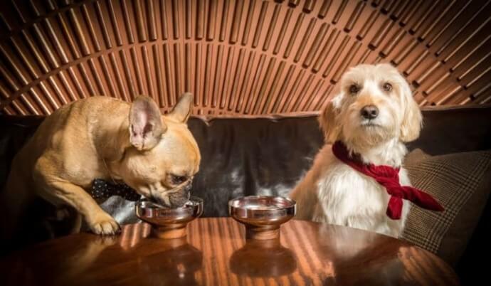 dog cocktails