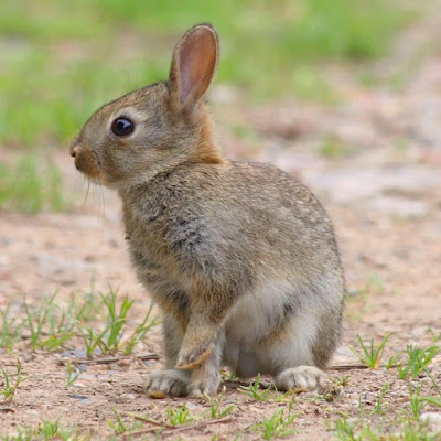 No Rabbits Allowed on French Ferries