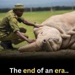 Extinction of northern rhino …