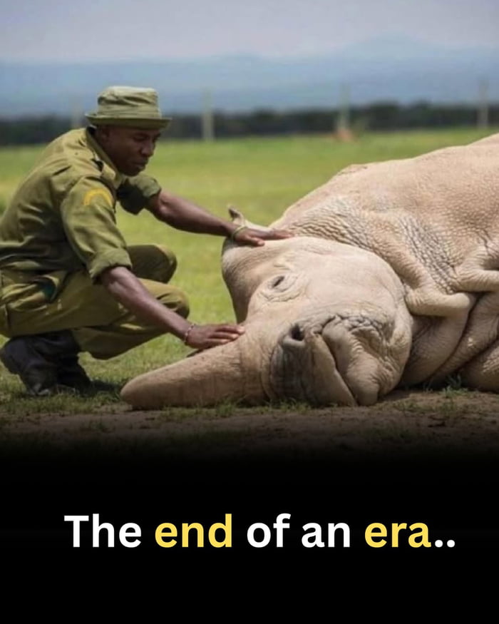 Extinction of northern rhino …