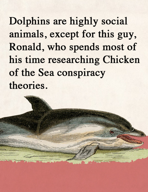 What about dolphins amazes you?Our dolphin...